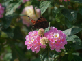Bodensee_2021_fullhd_36
