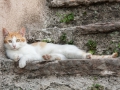 gardasee_2014_060.jpg