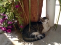 kreta-katze-10.jpg