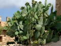 Mallorca_2015_031