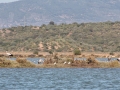 rio_arade01