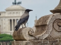 Forum_Romanum02